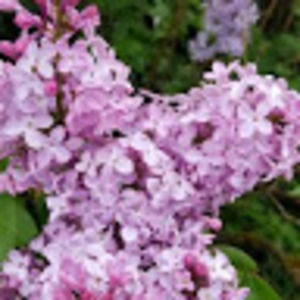 Meet your Posher, Makenna